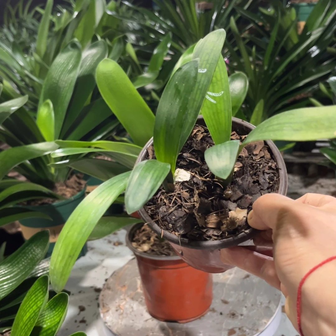 当前无花栽培后可以开花