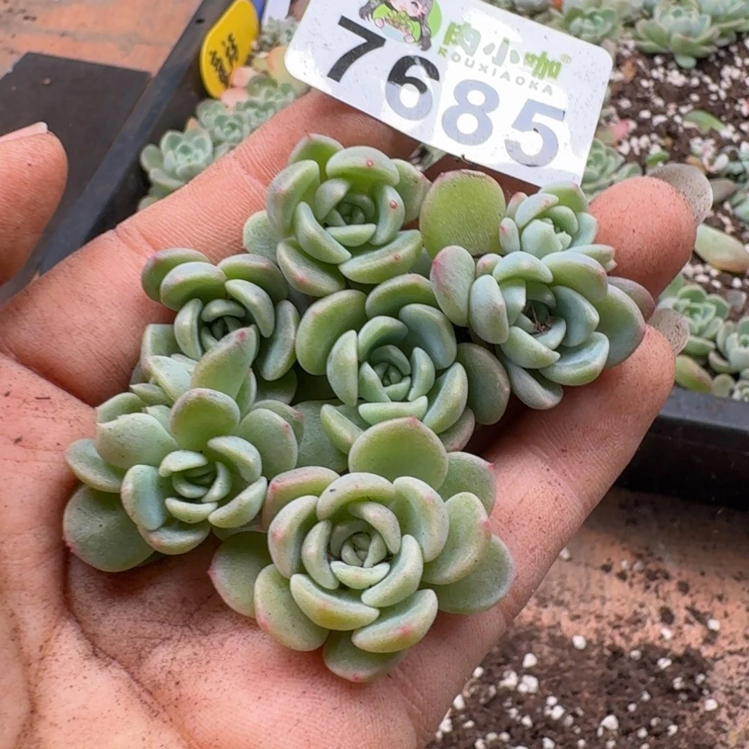 蜡***子多肉植物多肉植物