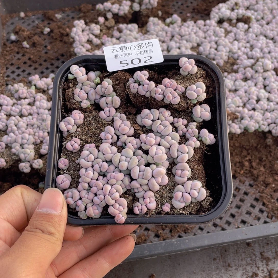 云糖心多肉植物502