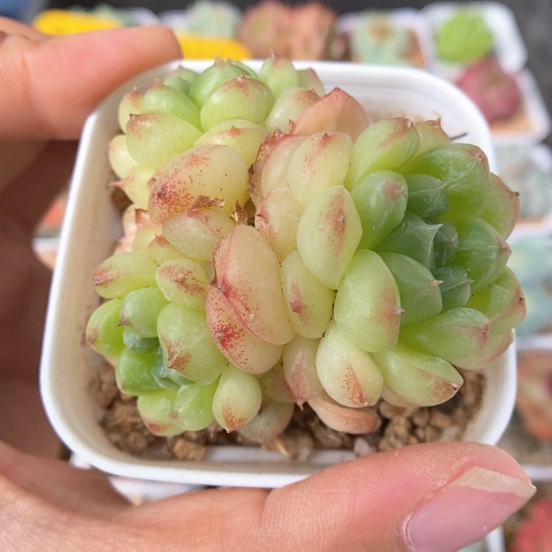绿泡泡群生可拍564号。