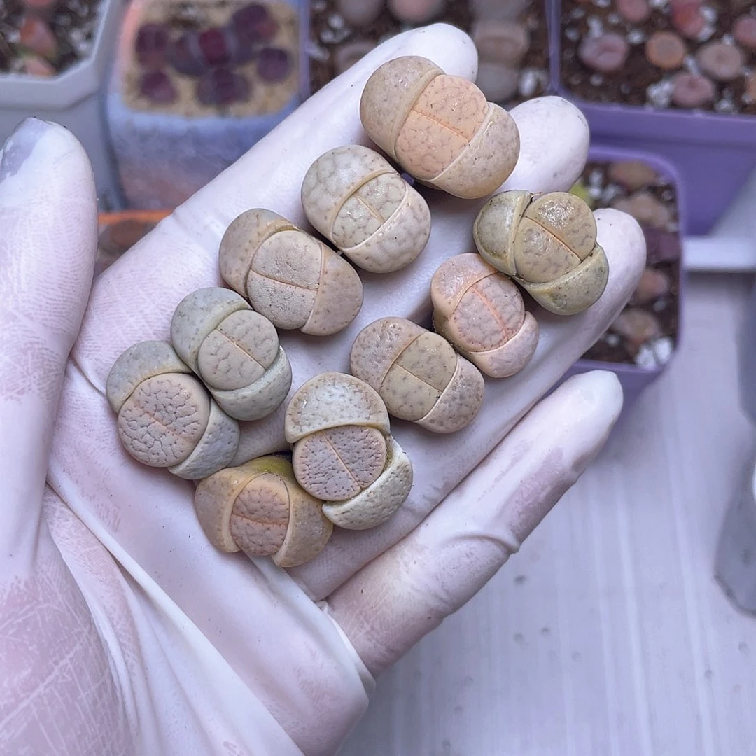 56 猪皮 ……………………………………