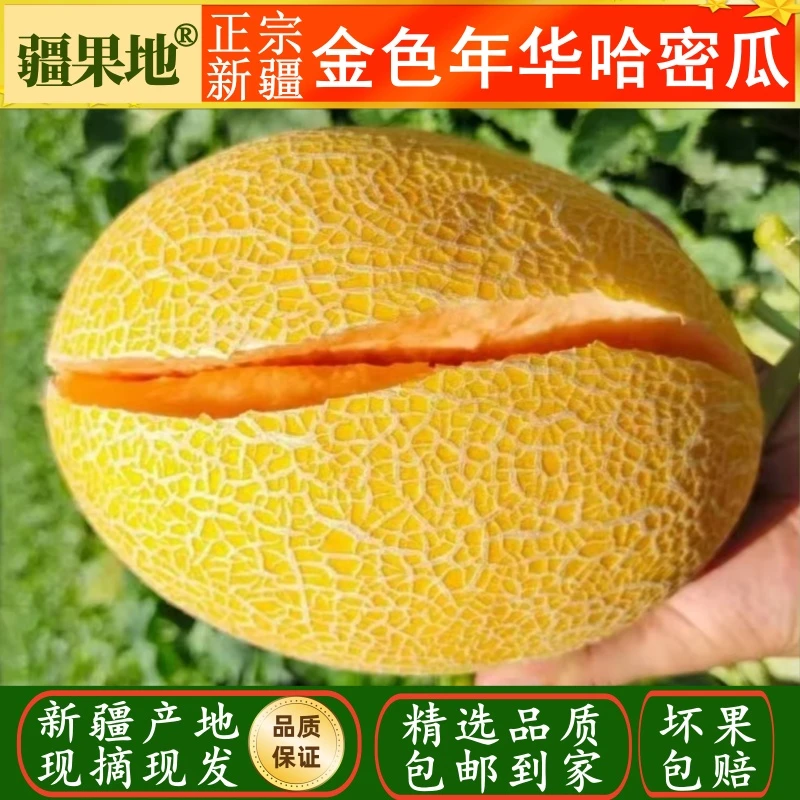 新疆哈密瓜金色年华产地现摘现发包邮到家脆甜爽口甘甜爆汁