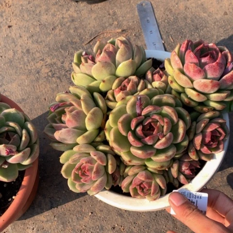 九**莉1484水晶多肉