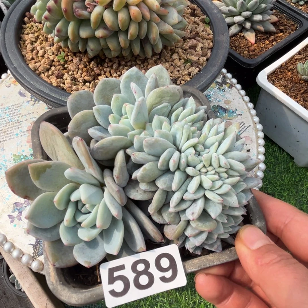 橙子缀多肉植物589