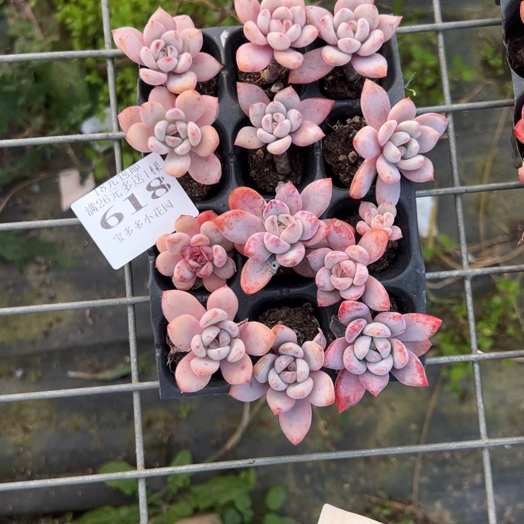 小****618号星星雪穴盘到手12颗 不售后