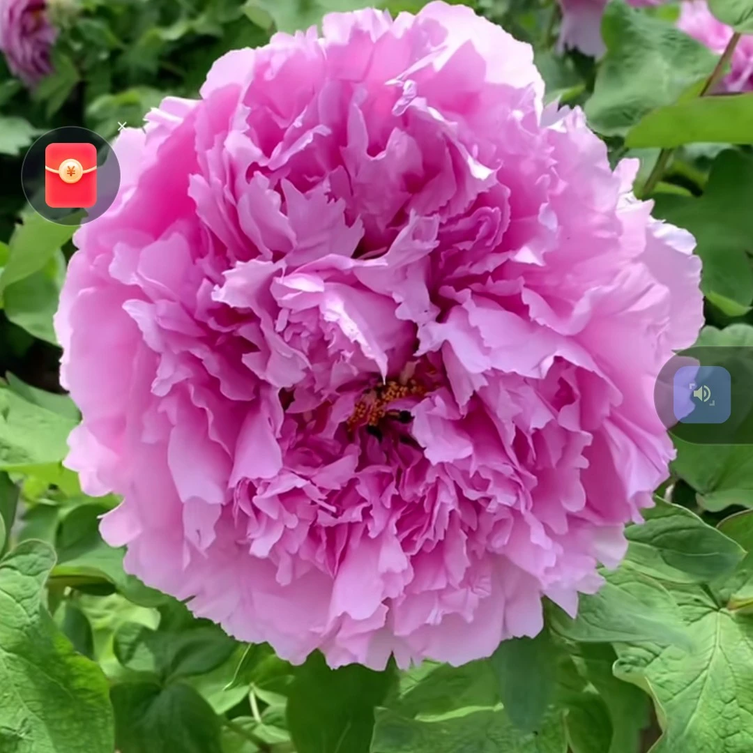 擎天粉>牡丹直播间一物一拍现货发货