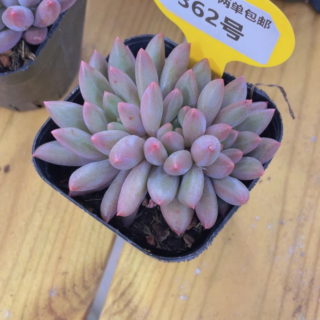 362号 朵朵缀车厘子