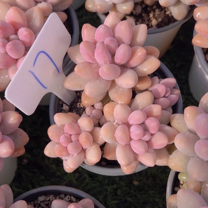 健健康康平平安安