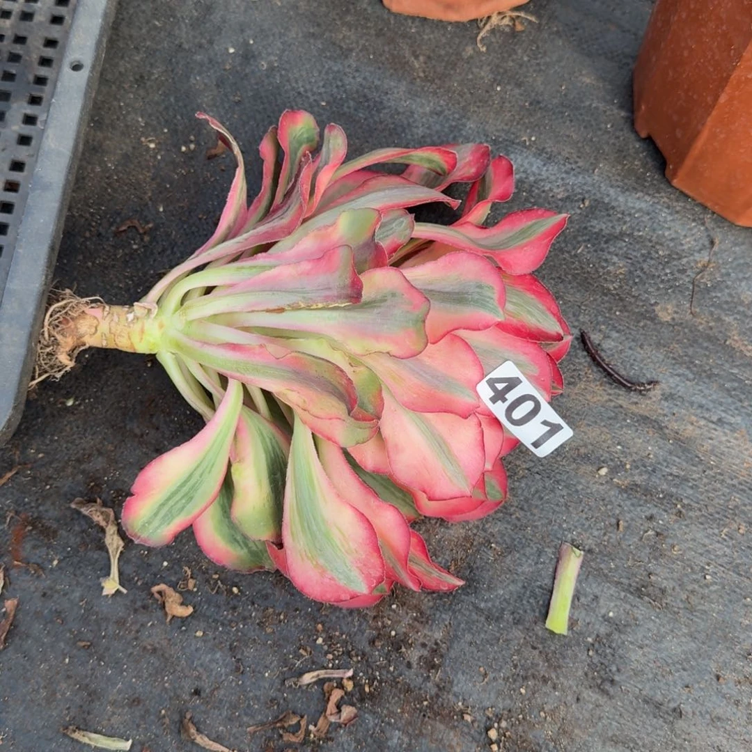 用***0401多肉植物爱丽丝