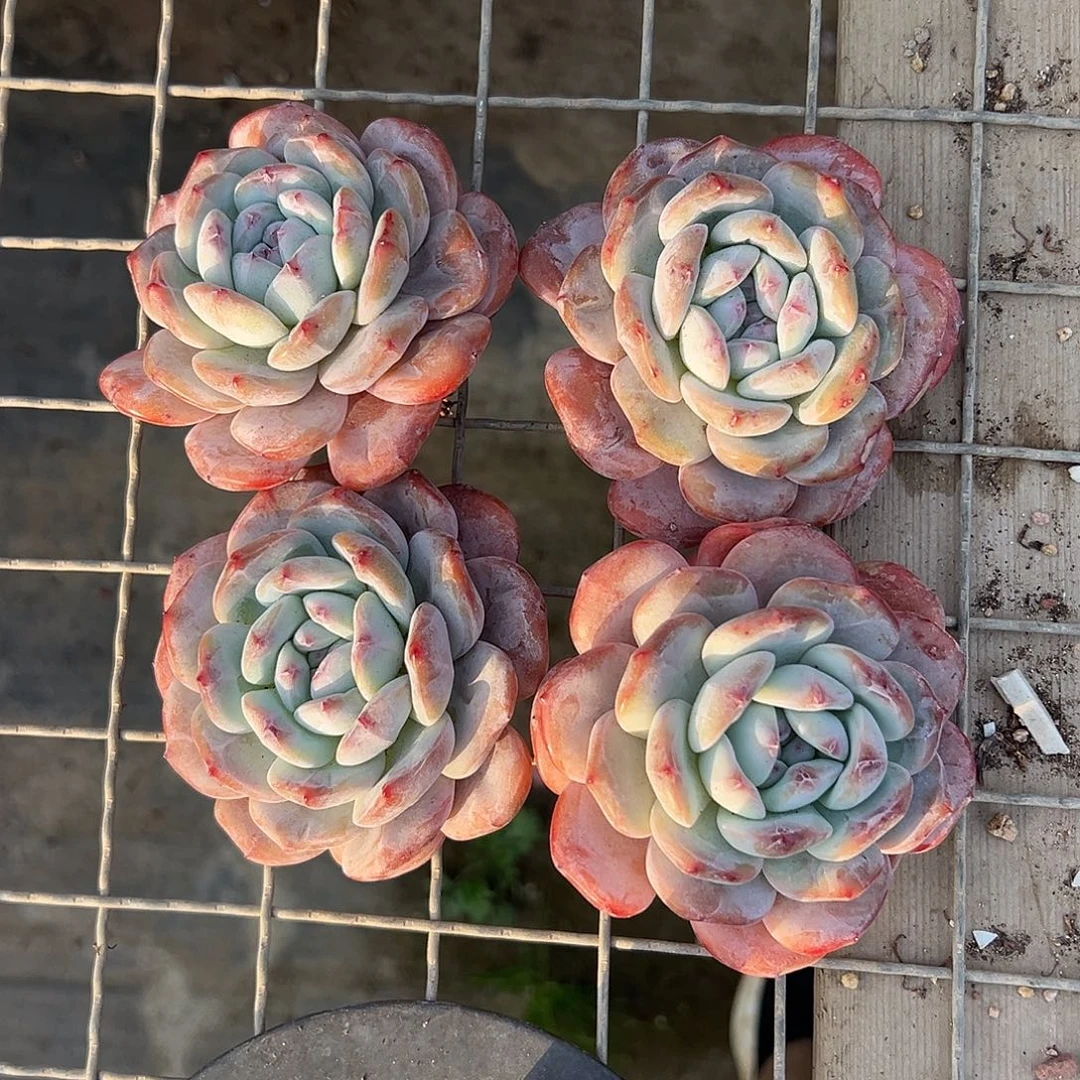 2845，四个长腿星影不圆