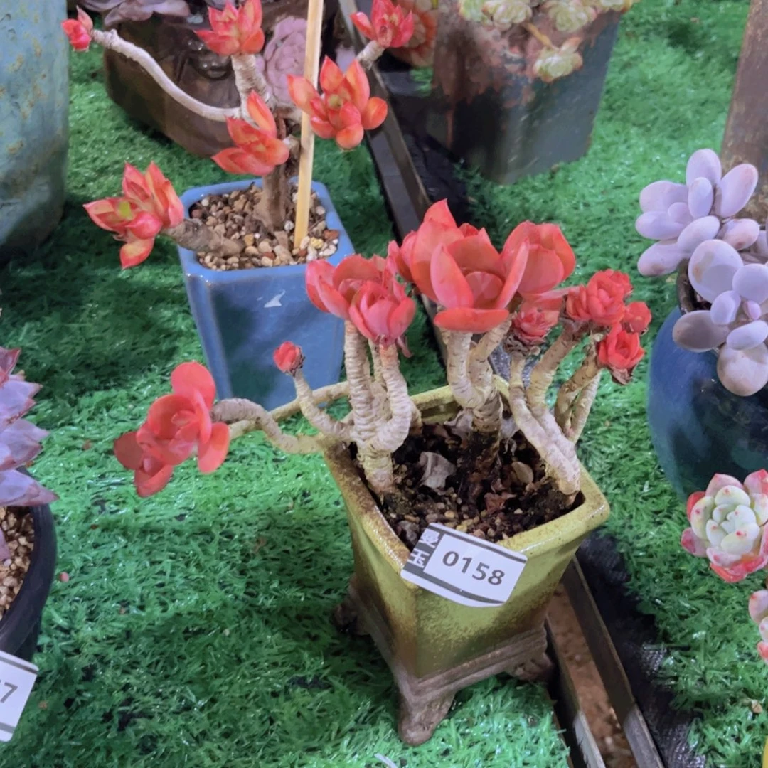 秀妍多肉植物0158