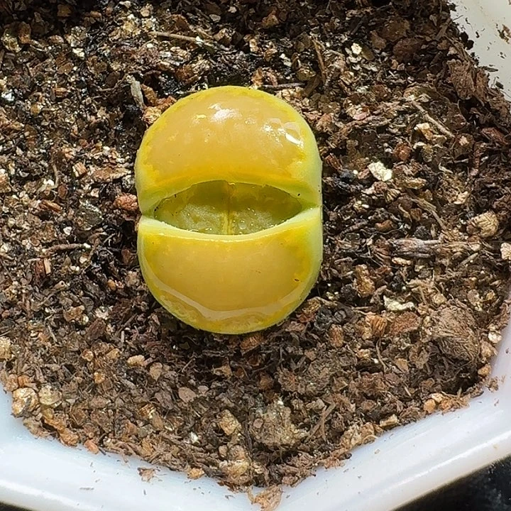 生石花11111111。  169