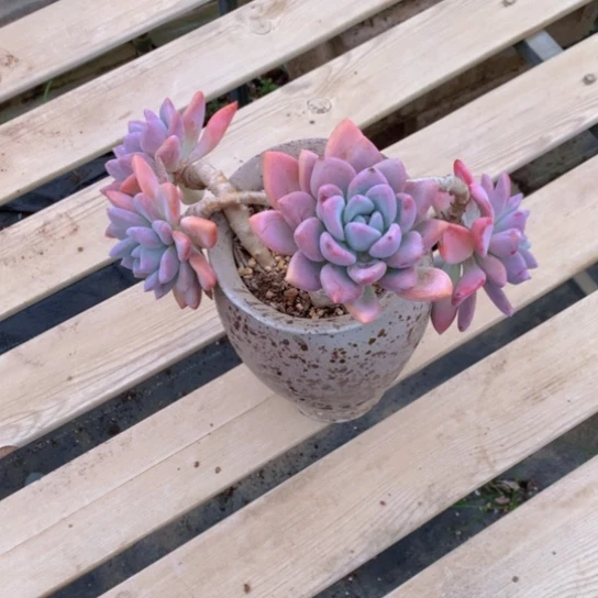 宋*妖奥普多肉2442541575345