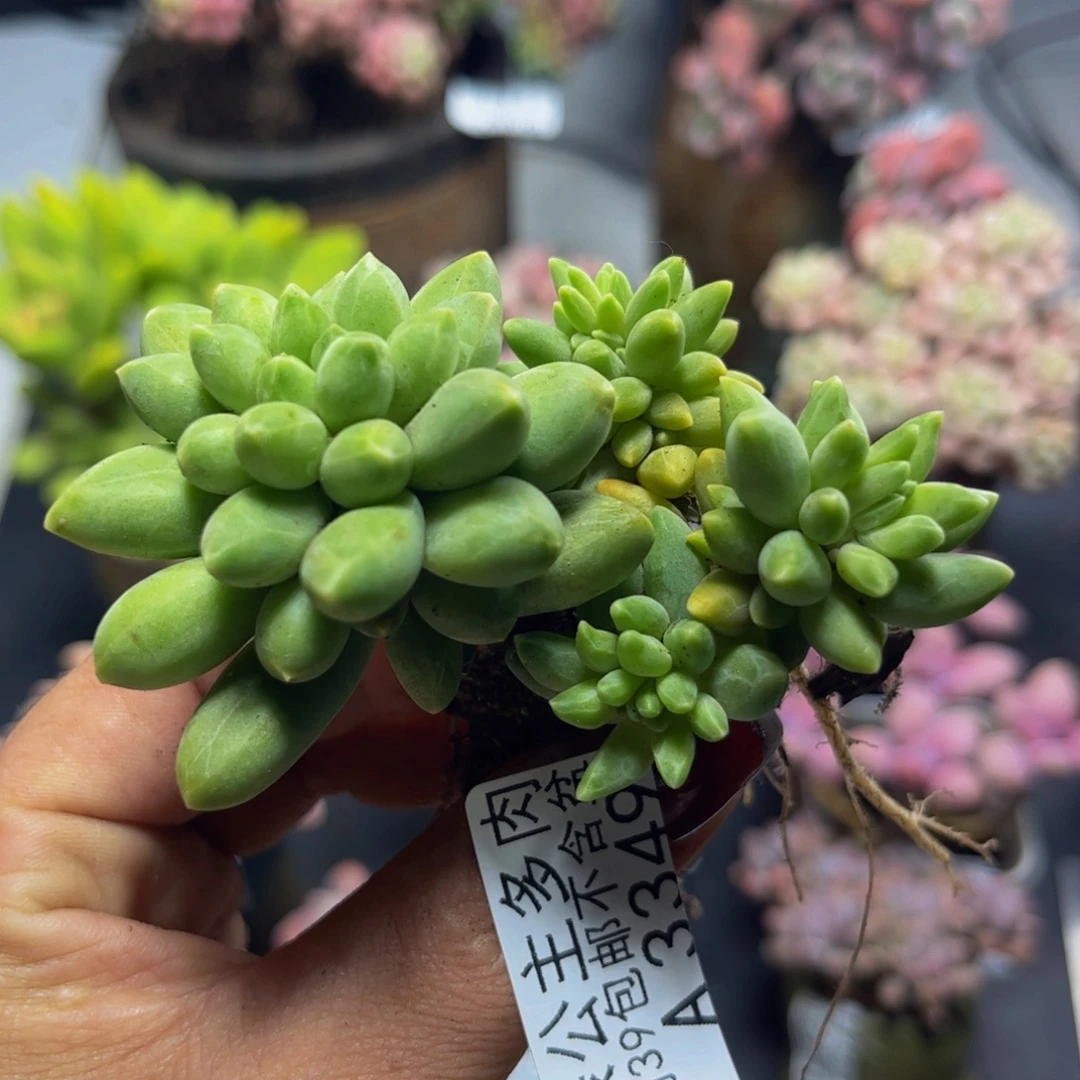 香蕉树3349/7cn多肉