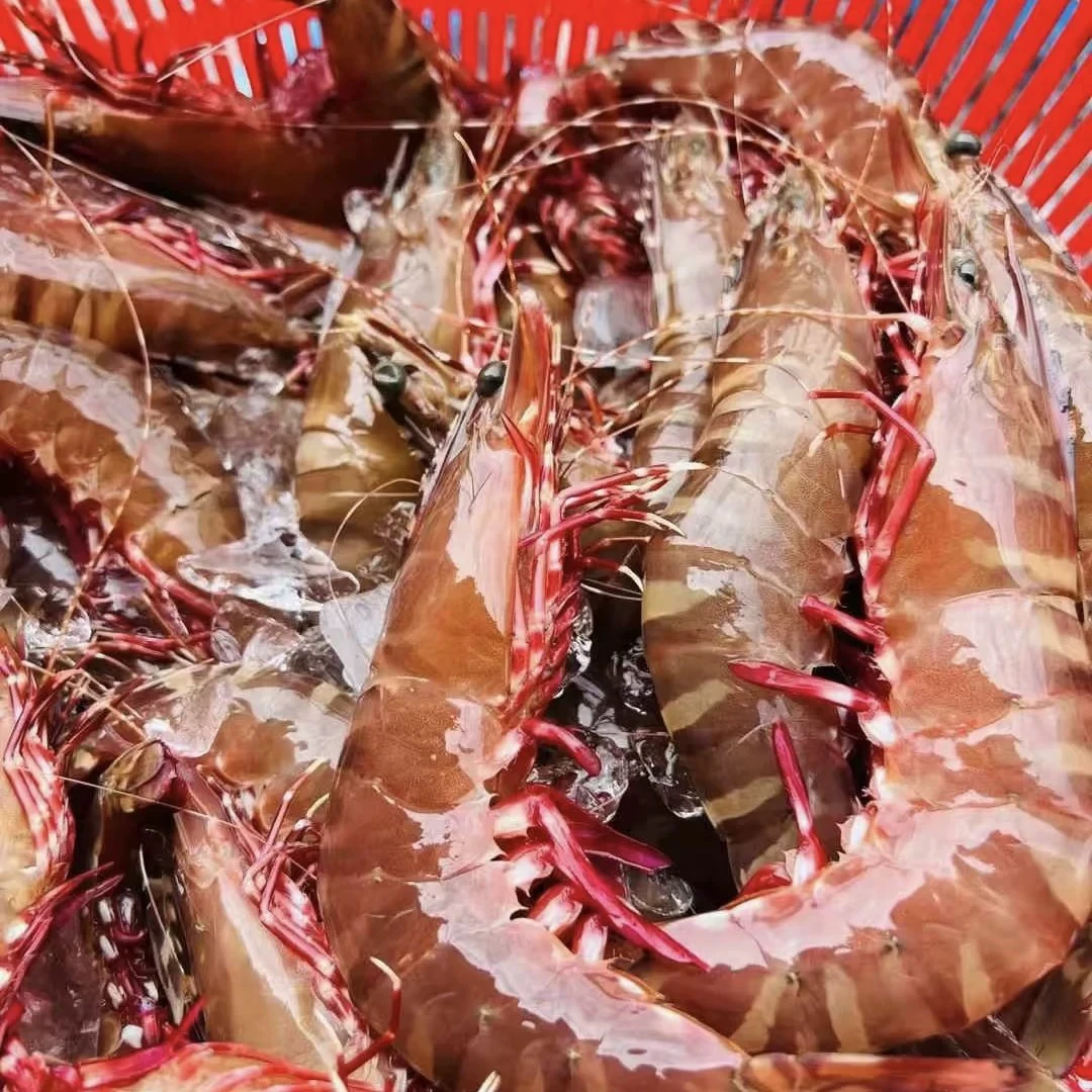 红爪九节虾新鲜海鲜肉质Q弹8-10条/斤