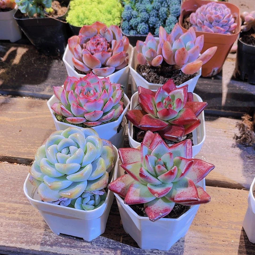 如图六盆11111111111111