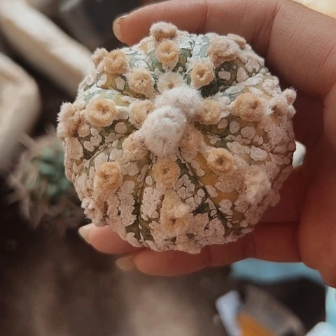 884仙人球福利来啦