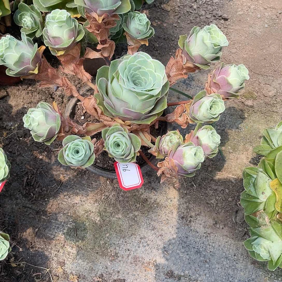 山地玫瑰不售后 576