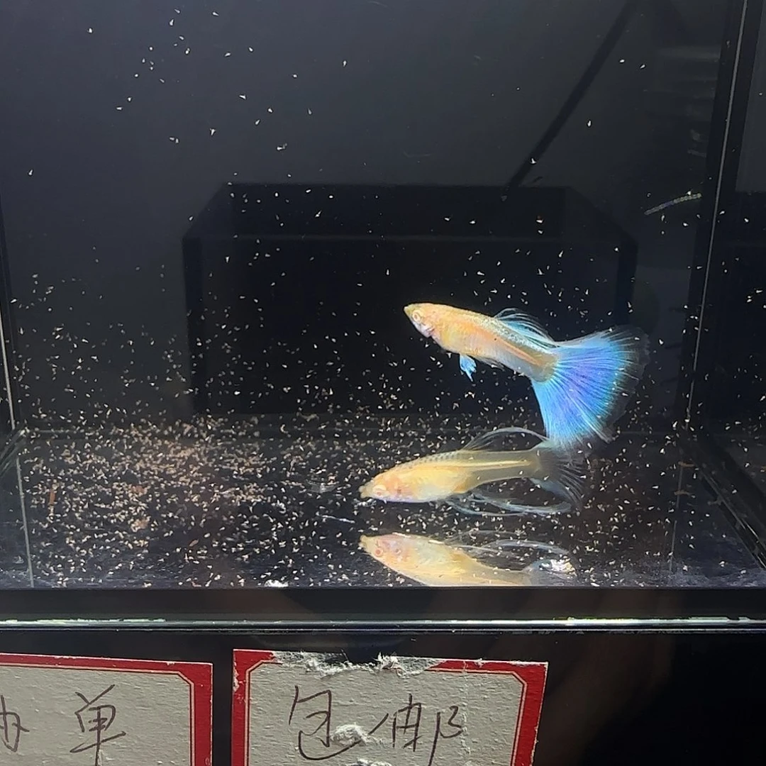 孔雀鱼蓝白大c一对