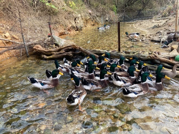 汤好到家.顺丰包邮.清远吊水瘦身青头鸭.一味清甜