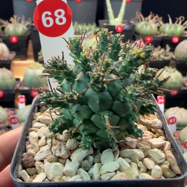 南***泽68号绿鬼玉带盆分手