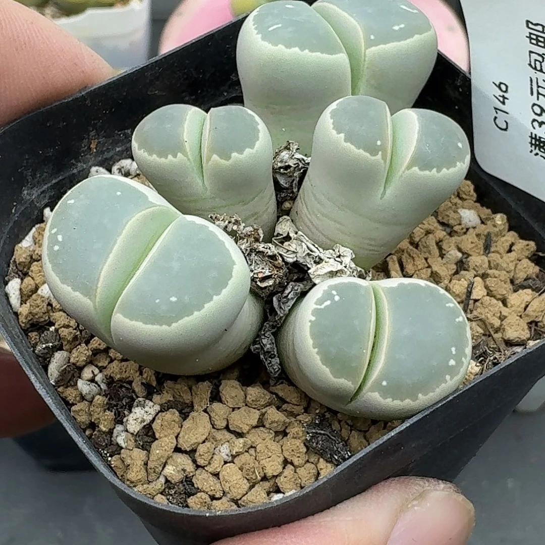 146哈哈哈哈人哈哈哈哈哈哈