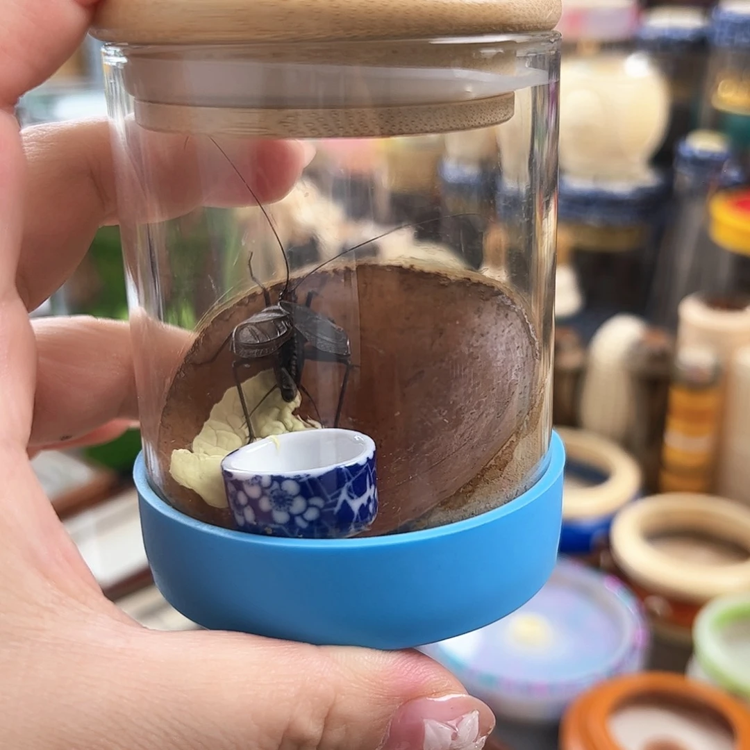 哈哈哈生态罐带麒麟