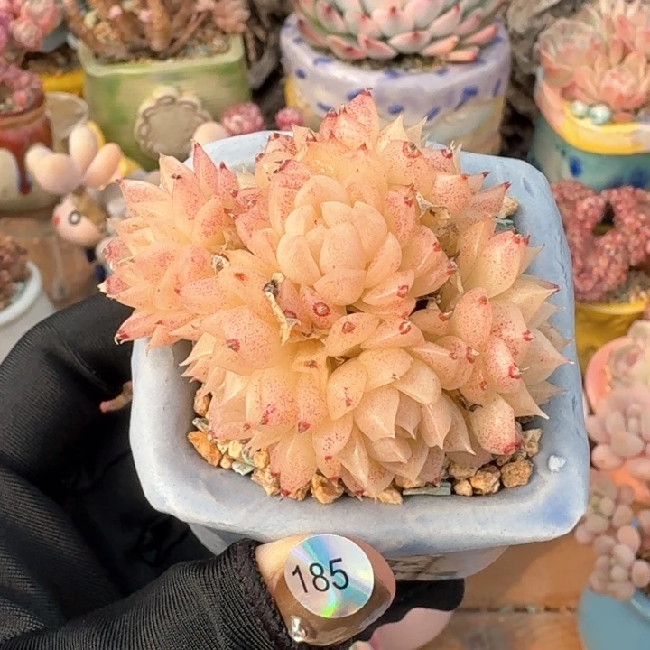 185 多肉含盆 30元包邮 除偏远