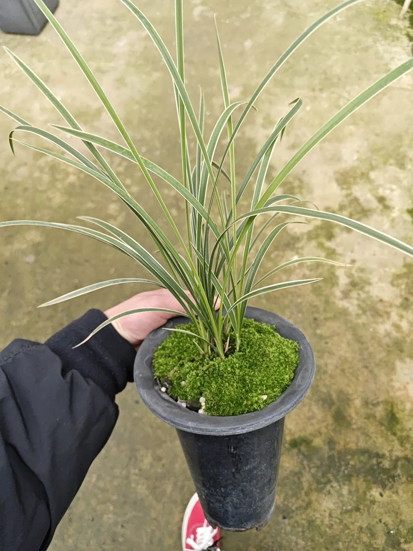 春兰皎月➕碧龙玉素