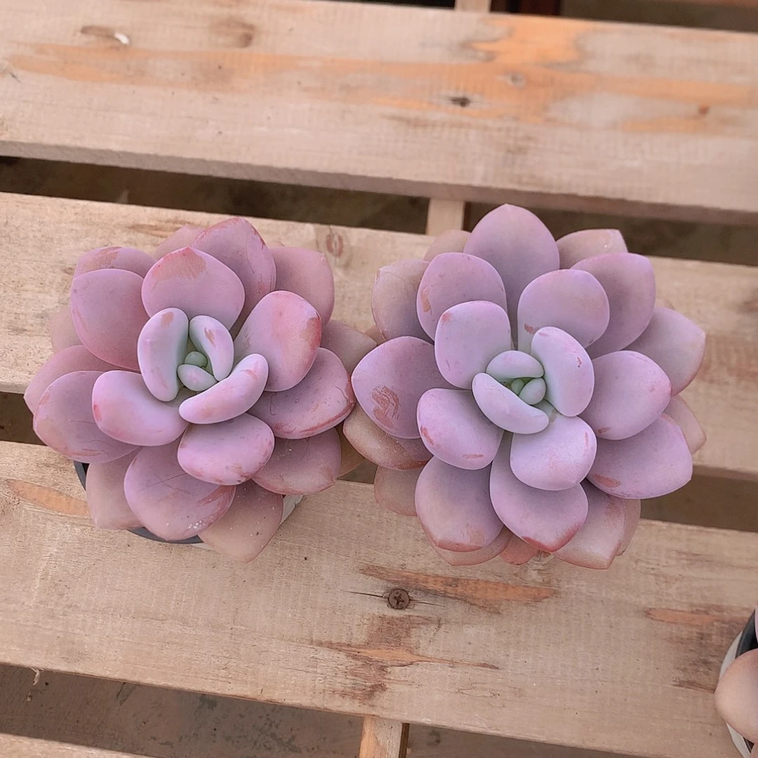 拉拉奶多肉一物一拍