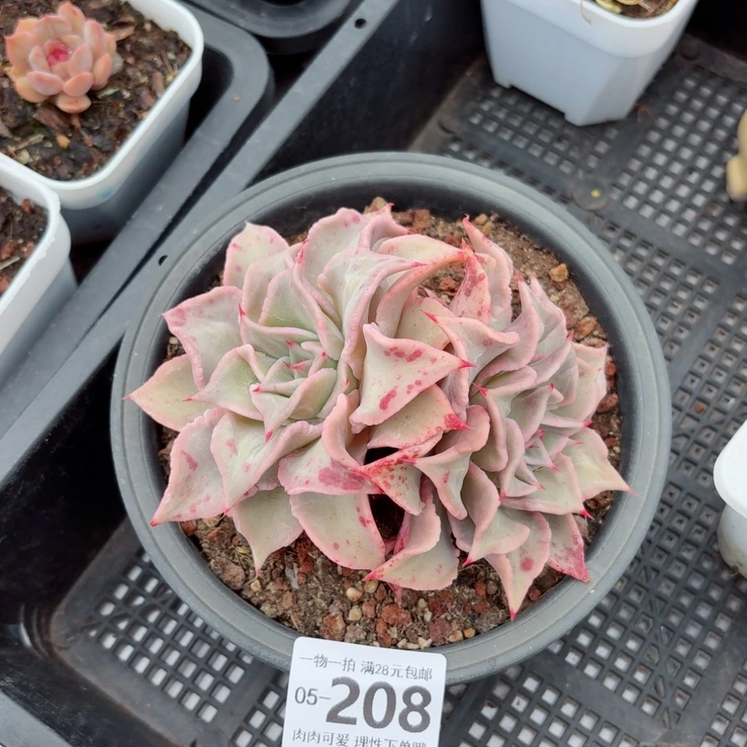 饺子皮无盆土发货无盆土发货无，