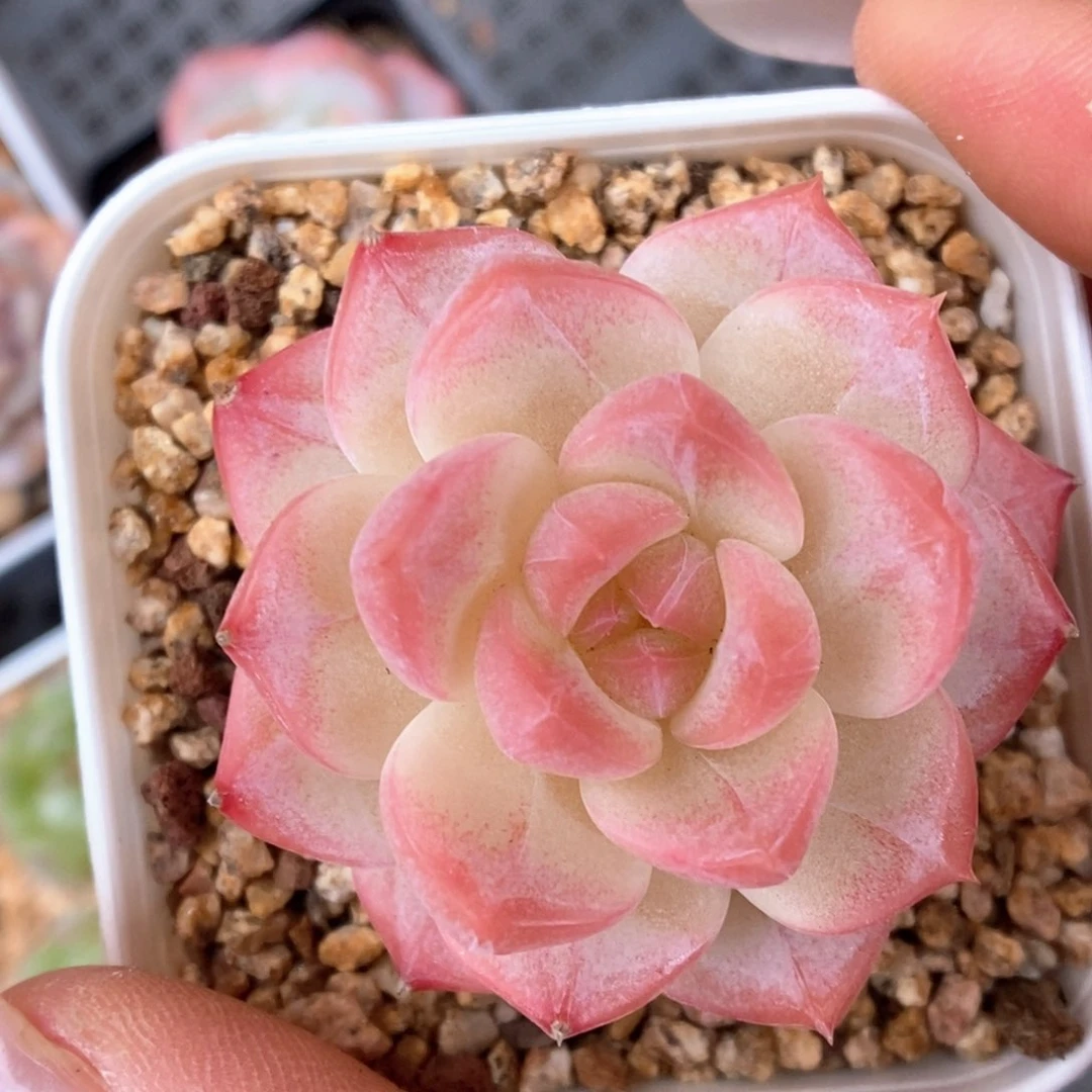 美心优选819号。