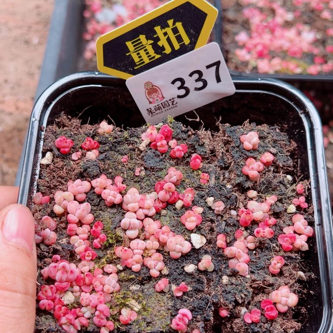 当前无花朵，栽培后可花朵