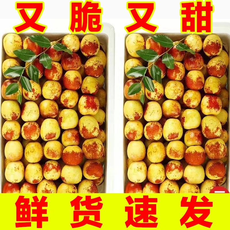 【很脆甜】正宗沾化冬枣脆甜冬枣新鲜水果鲜枣大枣应季脆枣