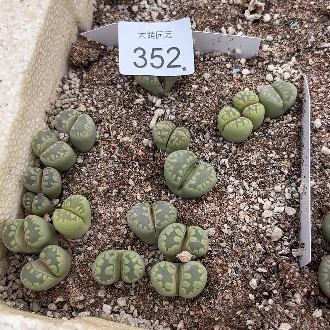 清框脱土发无售后默认有疤。 352