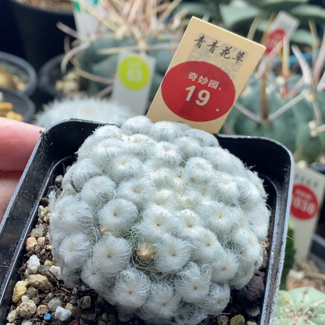 自根佛头白星一棵5.6cm
