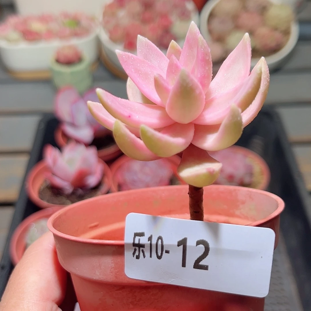 乐10-12 布丁锦单头