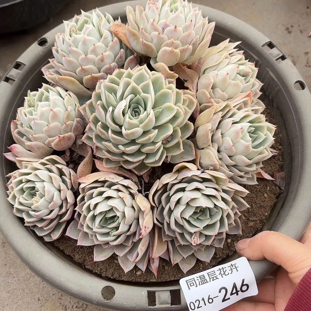 希*希同温层多肉约瑟琳246