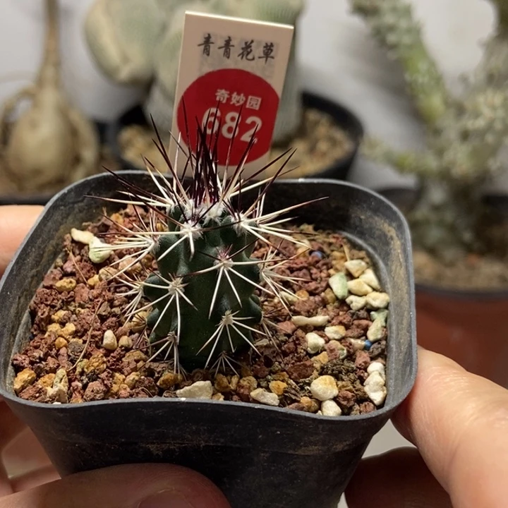 实生戴维斯达氏青花虾