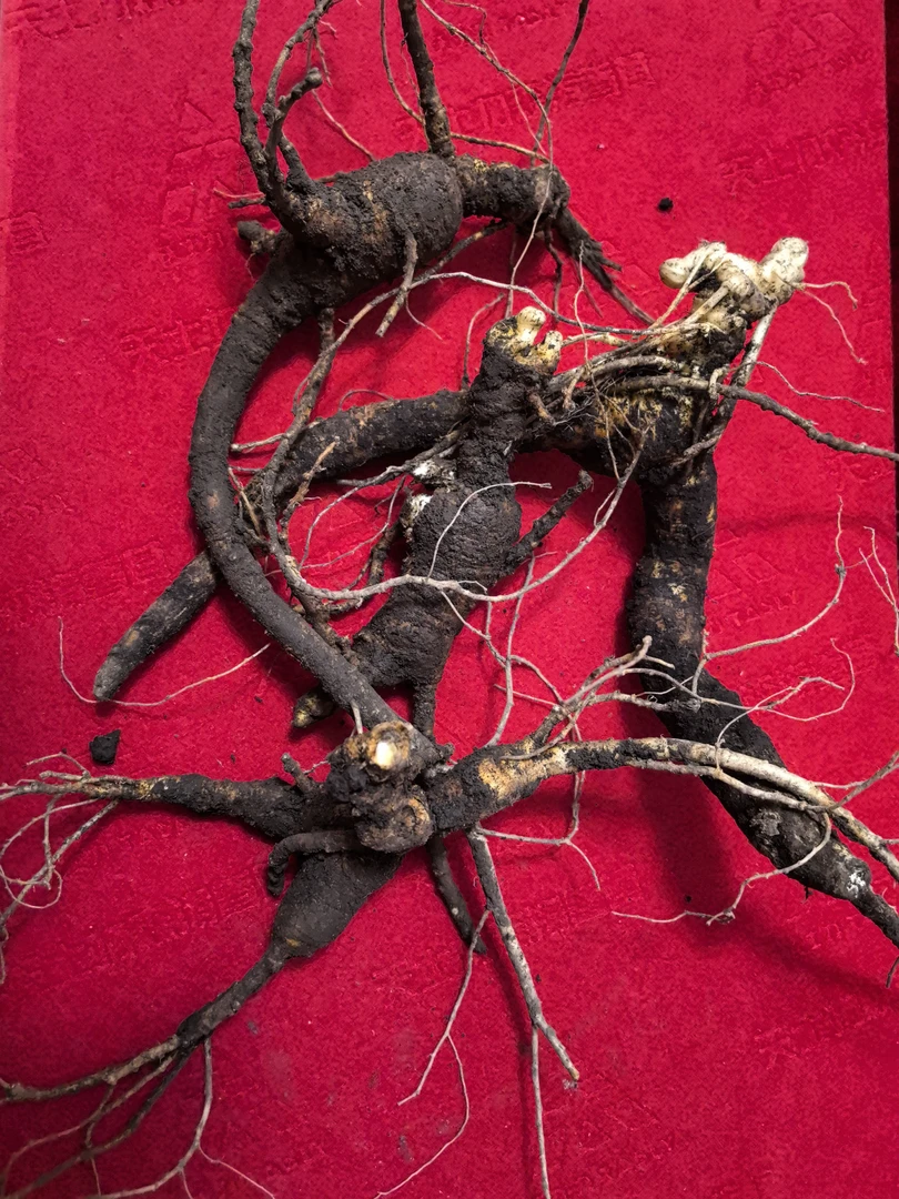 长白山15年以上新鲜林下残缺绣参