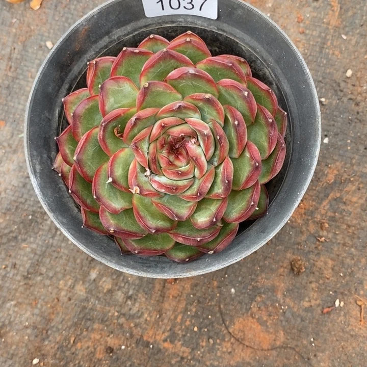 不***调精品多肉植物1037