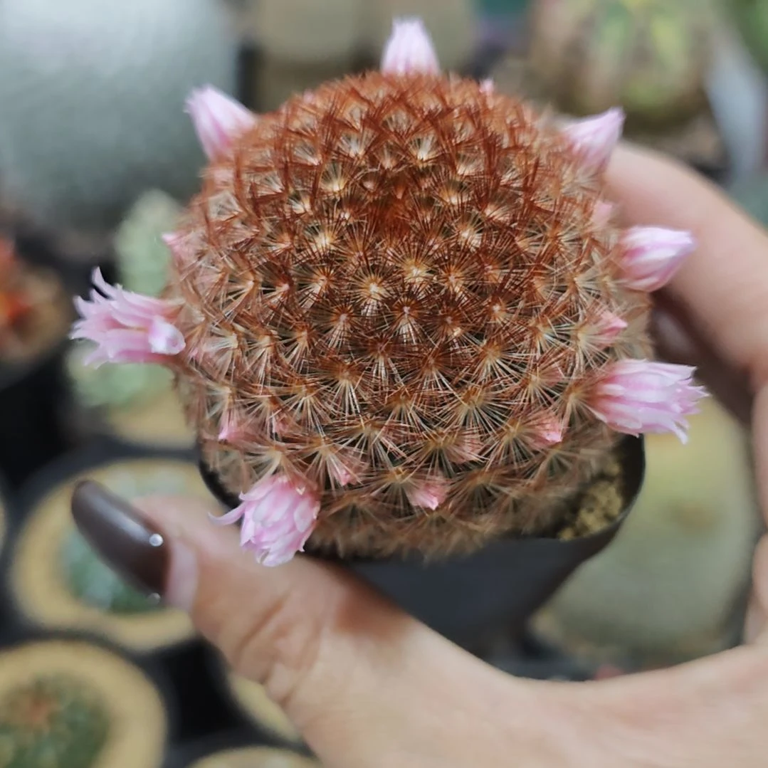 实生根粉花嘉文丸