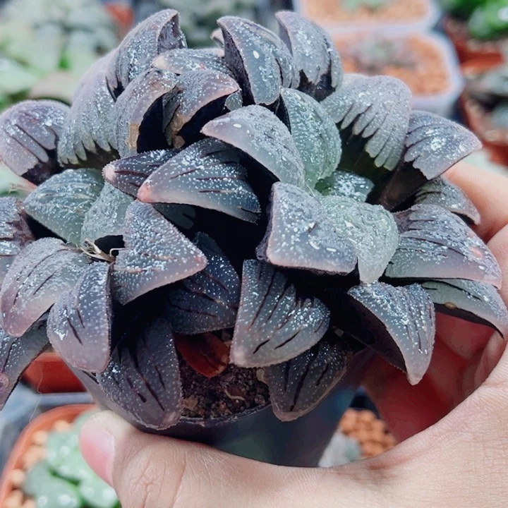 小*川十二卷 紫梦 福利