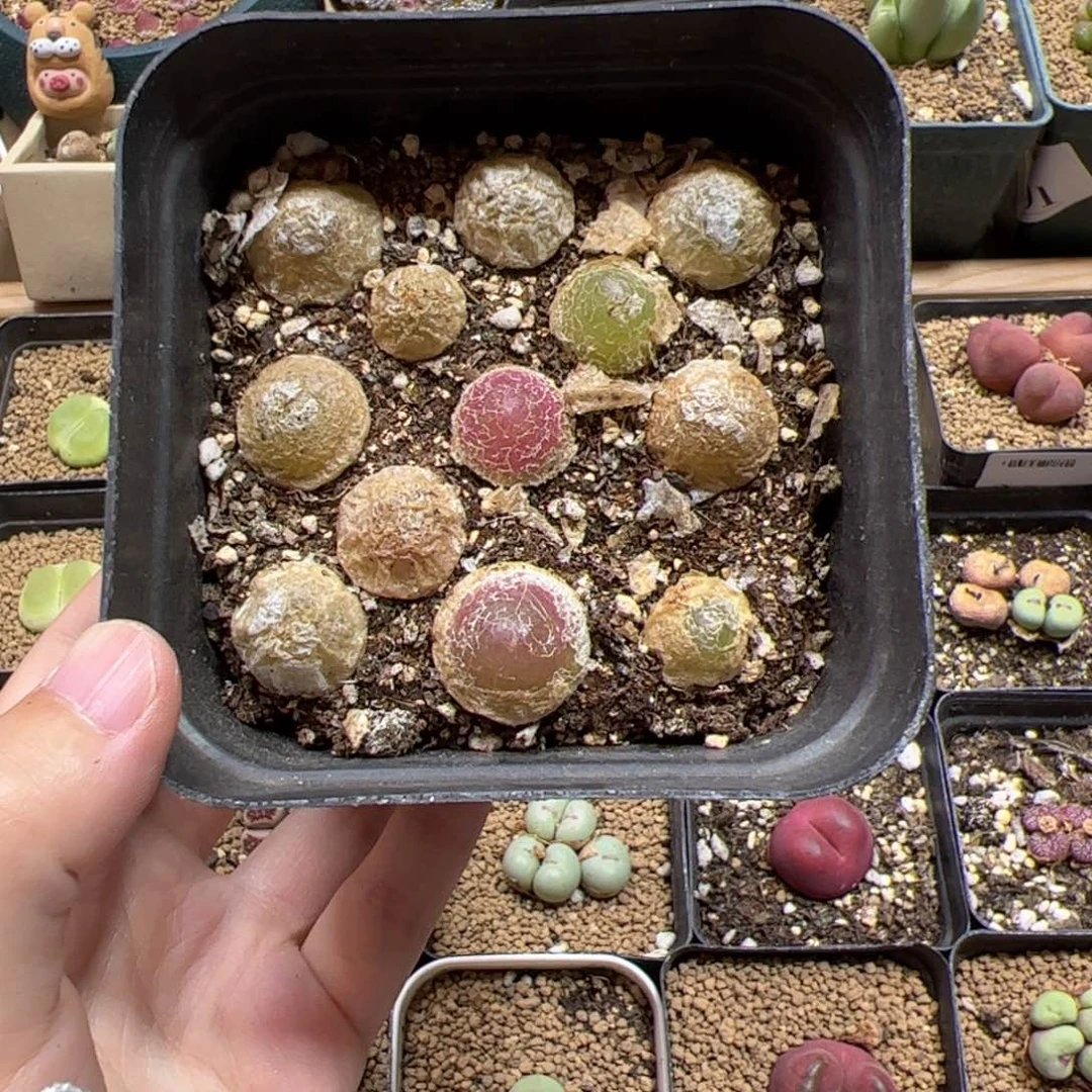 【闪购商品】67 灯泡