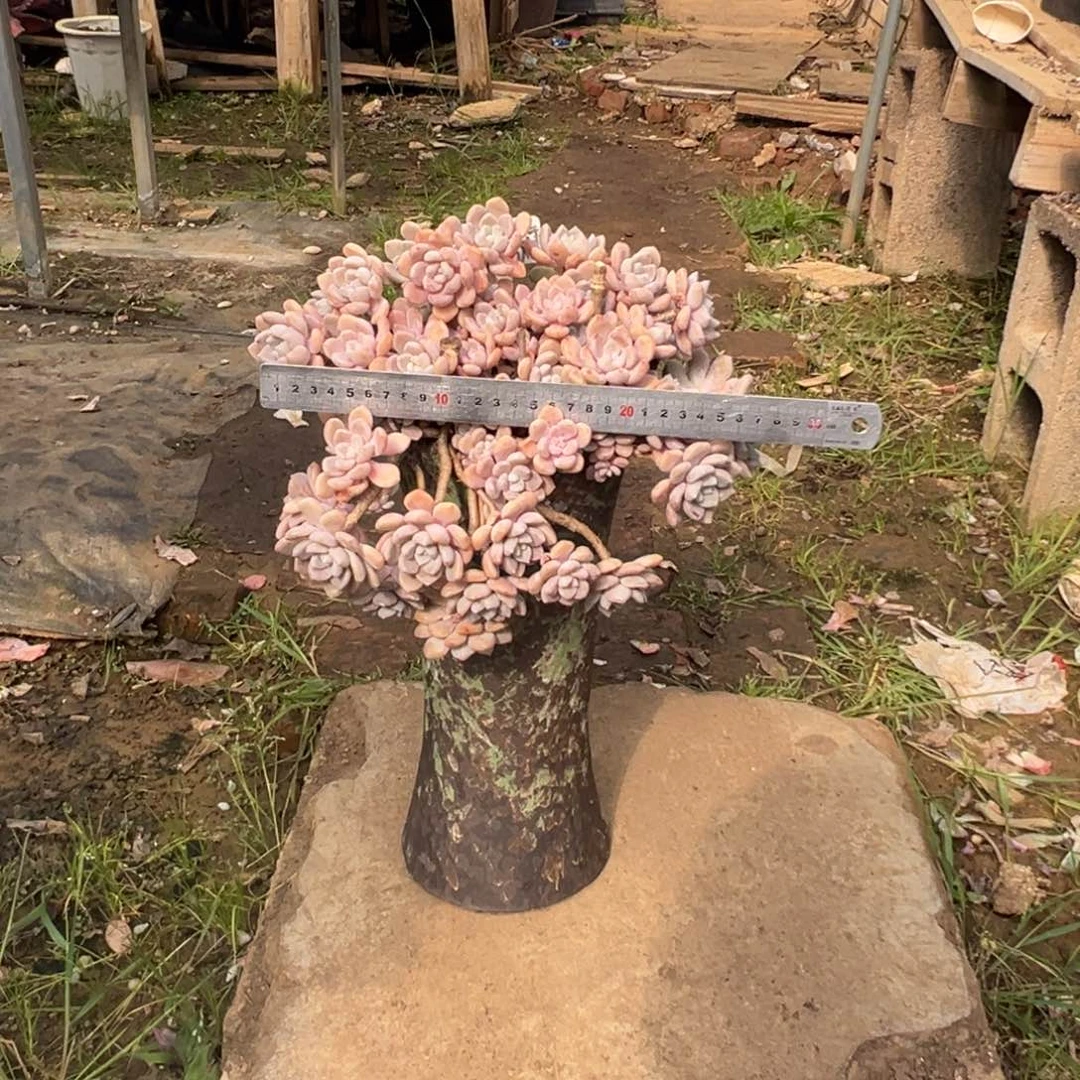 精品克洛伊妖桩 裸肉发