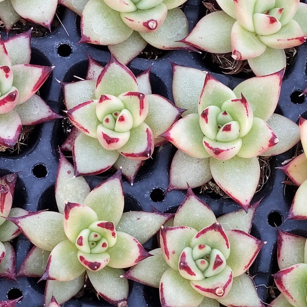 乌木10元包邮多肉3-4厘米发货