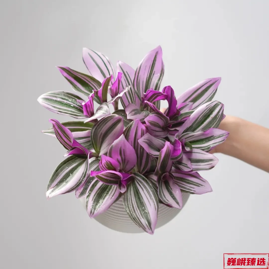 婚礼油画吊兰盆栽多肉绿植懒人室内办公室阳台花卉好养水培植物