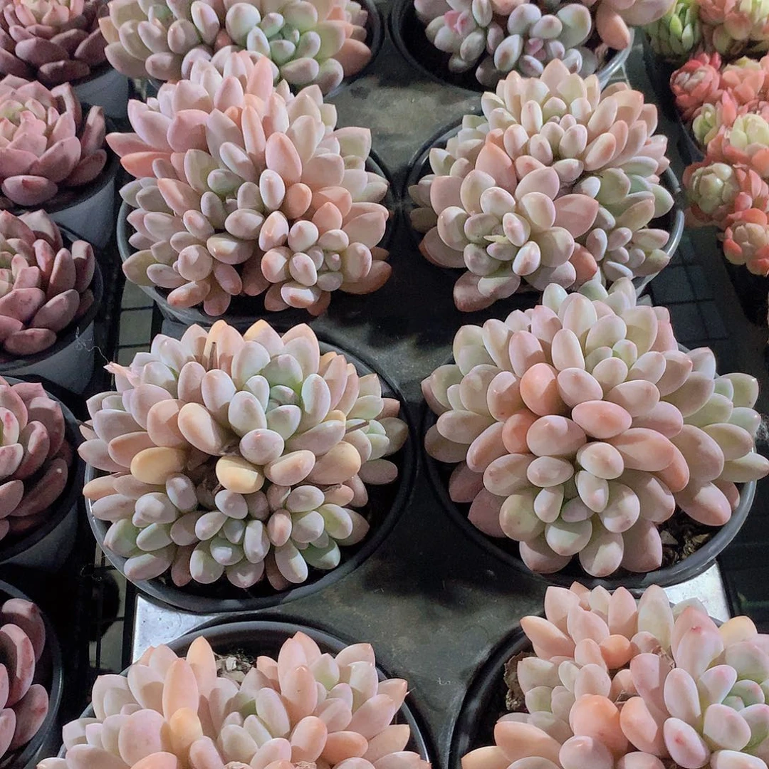 香水大群234678999900