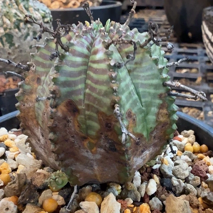 法利达大戟实生 全绣 直径5.5cm