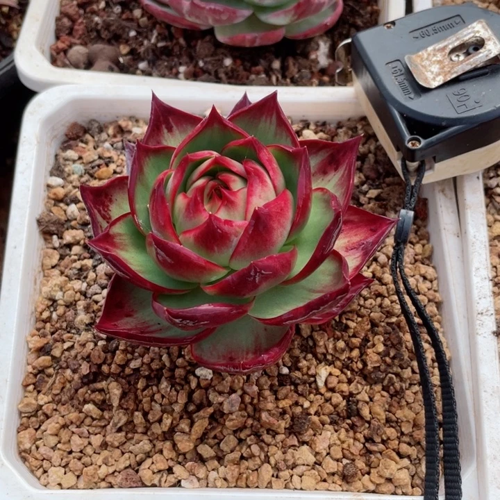 美***。惊鸿仙子多肉植物5001